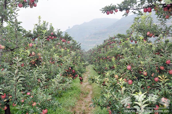 董家坪蘋果基地(1).JPG