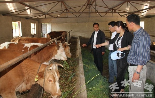 秦亭鎮(zhèn)年莊養(yǎng)牛小區(qū).JPG