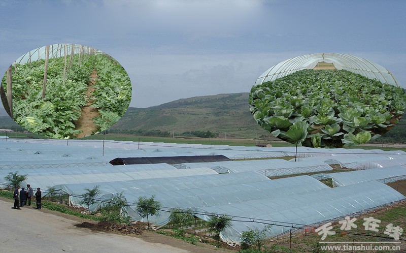 清水縣溫溝村蔬菜大棚建設.jpg