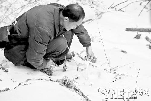周在測量疑似老虎再遇雪蓋的雪地足跡