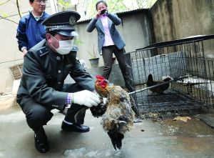 城管幫朱師傅家宰雞 現(xiàn)代快報(bào)記者 施向輝 攝 城管幫朱師傅家宰雞 現(xiàn)代快報(bào)記者 施向輝 攝