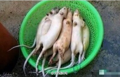 鼠肉假冒羊肉流入蘇滬市場多年 上海將調(diào)查流向