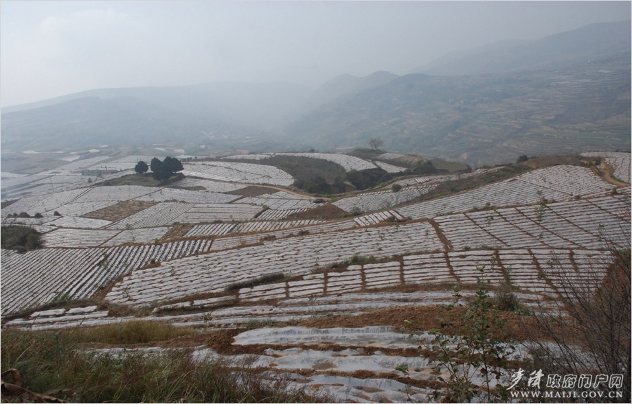 五龍鄉張強村秋覆膜點