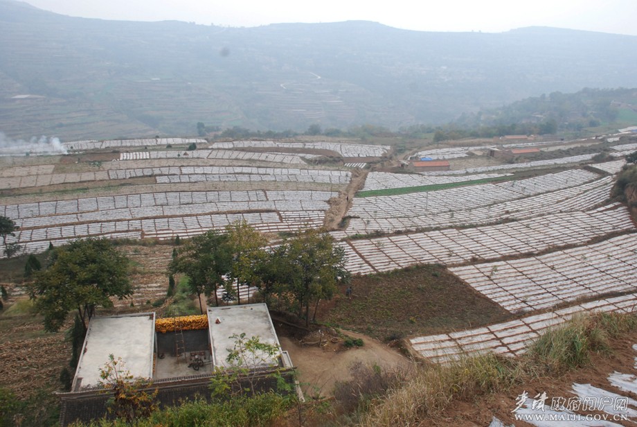 五龍鄉汪家山秋覆膜點