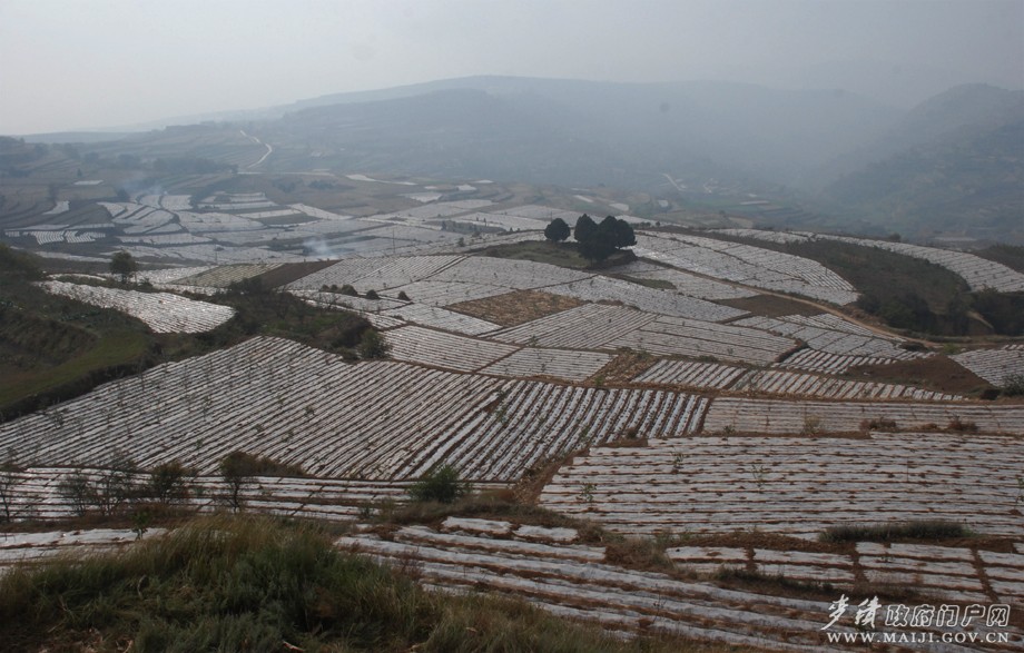 五龍鄉張強村秋覆膜點