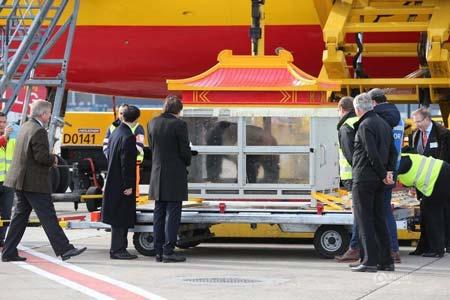 中國大熊貓抵比利時受元首級禮遇 首相親自接機