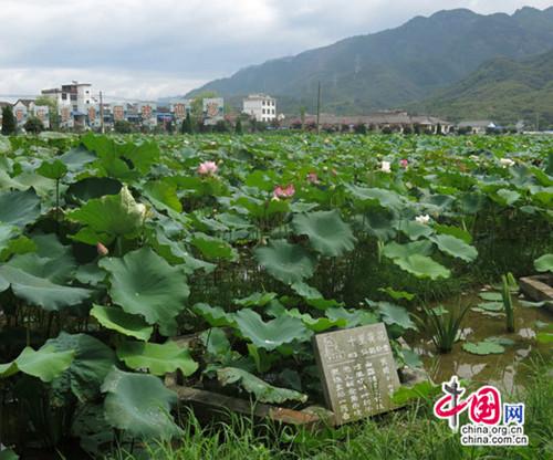 “兩美浙江”:武義“十里荷花”競相開放