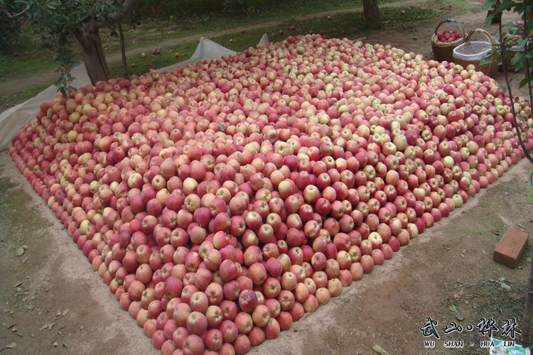 點擊查看大圖