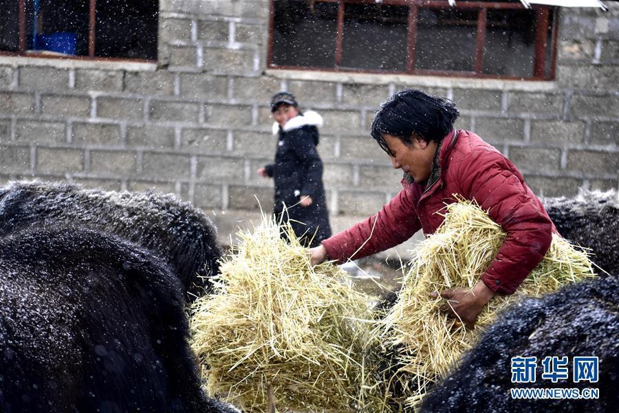 (新華全媒頭條·圖文互動)(6)風雪中傳遞溫暖的力量——記青海干部群眾抗擊玉樹雪災