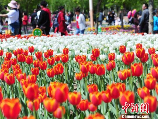百萬余株郁金香競相盛開,吸引大批市民前來賞花。 劉棟 攝