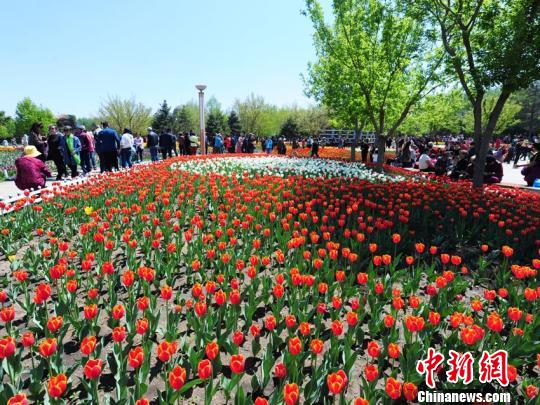 百萬余株郁金香競相盛開,吸引大批市民前來賞花。 劉棟 攝
